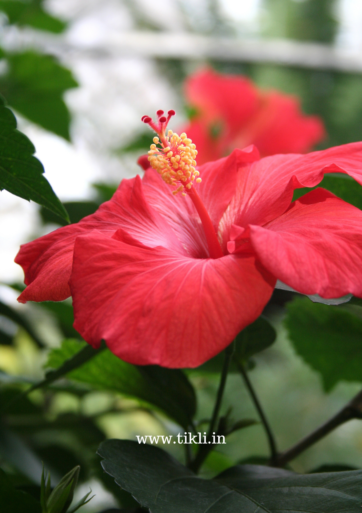 Benefit and Ways To Use Hibiscus For Hair Growth - Tikli